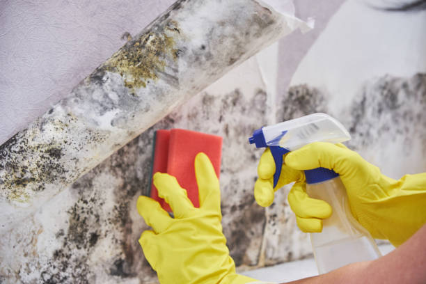 Best Mold Damage Restoration in USA